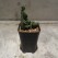 「Ruchia」 鱗宝綴化/Euphorbia fimbriata crist. 小