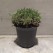 「Ruchia」 Pelargonium alternans